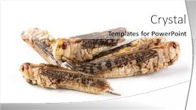  Presentation with isolated paw prints over white - Presentation theme enhanced with edible-migratory-locusts-isolated background and a white colored foreground