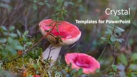  Presentation with fall season - Theme enhanced with edible-mushrooms-in-the-forest background and a  colored foreground