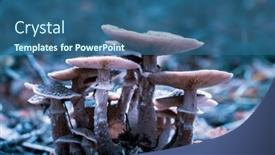  Presentation with mushrooms - Presentation theme having edible-mushrooms-on-a-forest background and a ocean colored foreground