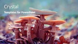  Presentation with mushrooms - Slides with edible-mushrooms-on-a-forest background and a seafoam green colored foreground