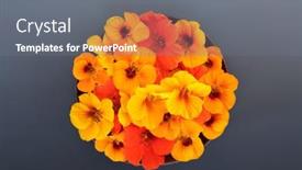  Presentation with edible flower - Theme with edible-nasturtium-flowers-health-food background and a gray colored foreground