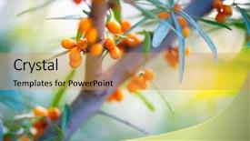  Presentation with growing tree - Slides enhanced with edible oil - sea buckthorn growing background and a gold colored foreground