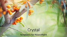  Presentation with growing tree - Cool new PPT theme with edible oil - sea buckthorn growing backdrop and a mint green colored foreground