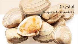  Presentation with clams - Slide set with edible-raw-clams-isolated background and a lemonade colored foreground