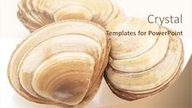  Presentation with clams - Slide set enhanced with edible-raw-clams-isolated background and a cream colored foreground