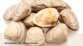  Presentation with clams - Theme enhanced with edible-raw-clams-isolated background and a lemonade colored foreground