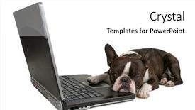  Presentation with boston - PPT theme enhanced with education social media - boston terrier in front background and a white colored foreground