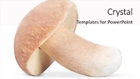  Presentation with fungi - PPT layouts having edulis isolated on white background background and a sky blue colored foreground