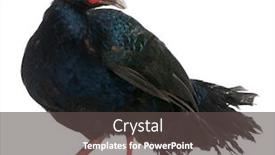 Presentation with standing out in the crowd - Amazing PPT layouts having edwards-s-pheasant-lophura-edwardsi backdrop and a dark gray colored foreground