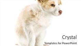  Presentation with border - Colorful slide deck enhanced with ee-red-border-collie-puppy backdrop and a white colored foreground