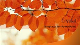 Presentation with blurred bokeh - Amazing PPT layouts having efective - autumn leaves on blurred nature backdrop and a red colored foreground