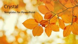  Presentation with autumn leaves - Cool new theme with efective - autumn leaves on blurred nature backdrop and a gold colored foreground