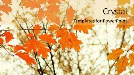  Presentation with autumn leaves - Theme with efective - autumn leaves on blurred nature background and a  colored foreground