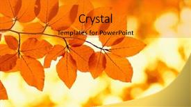  Presentation with nature sun leaves - Theme with efective - autumn leaves on blurred nature background and a  colored foreground