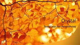  Presentation with blurred bokeh - Slide deck with efective - autumn leaves on blurred nature background and a  colored foreground