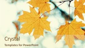  Presentation with autumn leaves - Colorful theme enhanced with efective - autumn leaves on blurred nature backdrop and a  colored foreground
