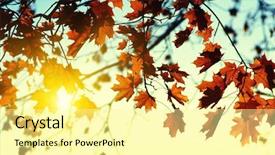  Presentation with fall leaves border autumn - Presentation design consisting of efective - autumn leaves on sky toned background and a  colored foreground