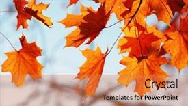  Presentation with autumn leaves falling - Presentation design enhanced with efective - autumn leaves on sky toned background and a  colored foreground