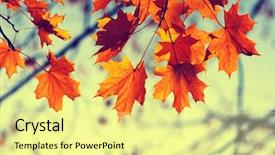  Presentation with autumn leaves - Presentation theme consisting of efective - autumn leaves on sky toned background and a blonde colored foreground