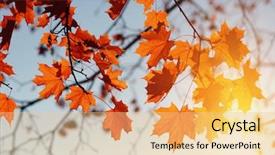  Presentation with autumn leaves - Colorful PPT theme enhanced with efective - autumn leaves on sky toned backdrop and a  colored foreground