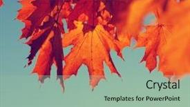  Presentation with autumn leaves - Theme enhanced with efective - autumn leaves on sky toned background and a  colored foreground