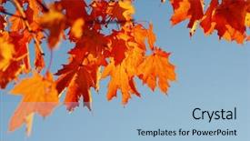  Presentation with autumn leaves - Presentation theme consisting of efective - autumn leaves on sky toned background and a  colored foreground