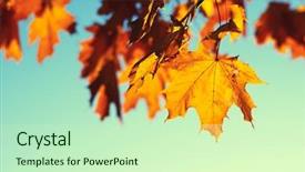 Presentation with autumn leaves - Audience pleasing PPT theme consisting of efective - autumn leaves on sky toned backdrop and a  colored foreground