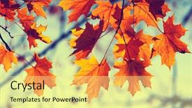  Presentation with fall leaves border autumn - Colorful slide deck enhanced with efective - autumn leaves on sky toned backdrop and a  colored foreground