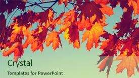  Presentation with autumn leaves - Slide set featuring efective - autumn leaves on sky toned background and a  colored foreground