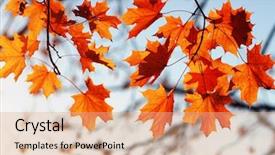  Presentation with autumn leaves - Amazing slide deck having efective - autumn leaves on sky toned backdrop and a  colored foreground