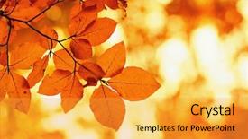  Presentation with blurred bokeh - Colorful presentation design enhanced with efective - fall autumn leaves background backdrop and a  colored foreground