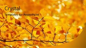 Presentation with blurred bokeh - PPT layouts with efective - fall autumn leaves background background and a  colored foreground