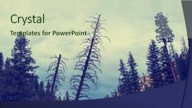  Presentation with dark forest - Colorful PPT theme enhanced with effect app or action - dark backdrop and a soft green colored foreground