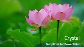  Presentation with dark flower - Slide set consisting of efflorescence - blooming lotus flower over dark background and a forest green colored foreground