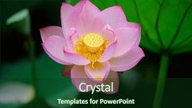  Presentation with dark flower - Slide deck featuring efflorescence - blooming lotus flower over dark background and a forest green colored foreground