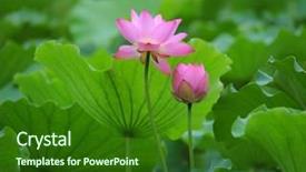  Presentation with lotus flower - Audience pleasing presentation theme consisting of efflorescence - blooming lotus flower backdrop and a forest green colored foreground