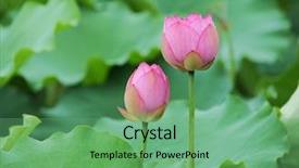  Presentation with lotus flower - PPT theme having efflorescence - blooming lotus flower background and a seafoam green colored foreground