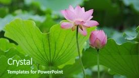  Presentation with lotus flower - Beautiful slide deck featuring efflorescence - blooming lotus flower backdrop and a forest green colored foreground