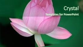  Presentation with lotus flower - Cool new slide deck with efflorescence - blooming lotus flower backdrop and a forest green colored foreground
