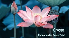  Presentation with lotus flower - Audience pleasing slide deck consisting of efflorescence - blooming lotus flower backdrop and a navy blue colored foreground