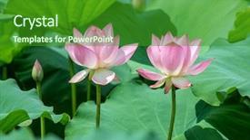  Presentation with lotus flower - Beautiful slide deck featuring efflorescence - blooming lotus flower backdrop and a  colored foreground