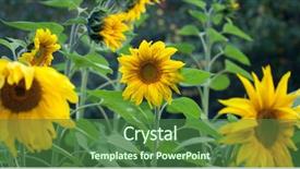  Presentation with oil production - Slide deck consisting of efflorescence - bright yellow flower background and a forest green colored foreground