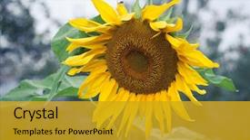  Presentation with oil production - Colorful presentation design enhanced with efflorescence - bright yellow flower backdrop and a gold colored foreground