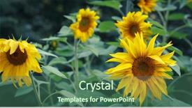  Presentation with vegetable oil - Presentation theme consisting of efflorescence - bright yellow flower background and a ocean colored foreground