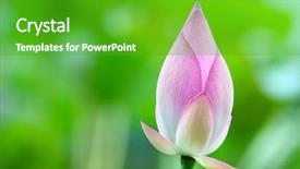  Presentation with bud - Cool new presentation design with efflorescence - lotus bud close up backdrop and a shamrock green colored foreground