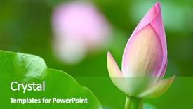  Presentation with bud - Colorful PPT layouts enhanced with efflorescence - lotus bud in pond backdrop and a shamrock green colored foreground