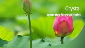  Presentation with lotus flower - Beautiful presentation theme featuring efflorescence - lotus flower backdrop and a shamrock green colored foreground