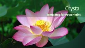  Presentation with lotus - Amazing presentation having efflorescence - lotus flower backdrop and a forest green colored foreground