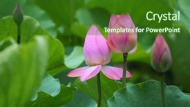  Presentation with lotus flower - Audience pleasing presentation consisting of efflorescence - lotus flower backdrop and a forest green colored foreground