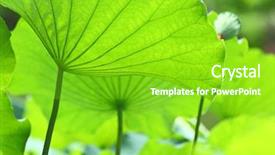  Presentation with lotus - Slides consisting of efflorescence - lotus leaves background and a shamrock green colored foreground